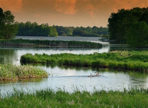 Wetlands Biome