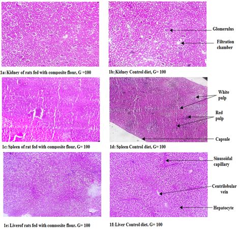 Figure Photography Of Histological Sections Of Kidneys Livers And