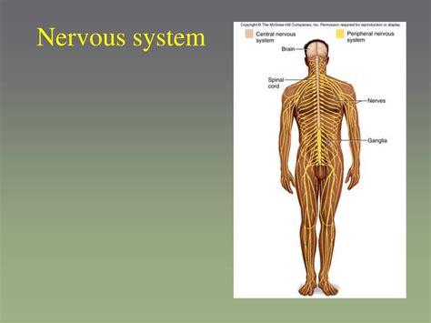 Ppt Nervous System Powerpoint Presentation Free Download Id 436806