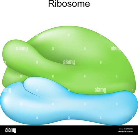 Ribosome. Cell organelle for Protein synthesis. Vector illustration ...