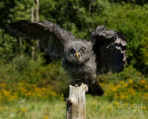 Baby Great Gray Owl Photograph by Heather King - Fine Art America