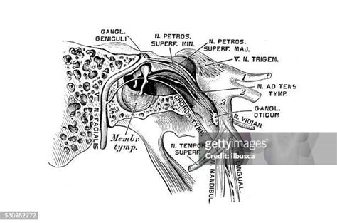 160 Human Facial Nerves Stock Photos High Res Pictures And Images