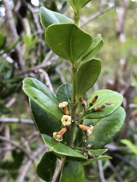 Maile — Hawaiʻi Island Seed Co