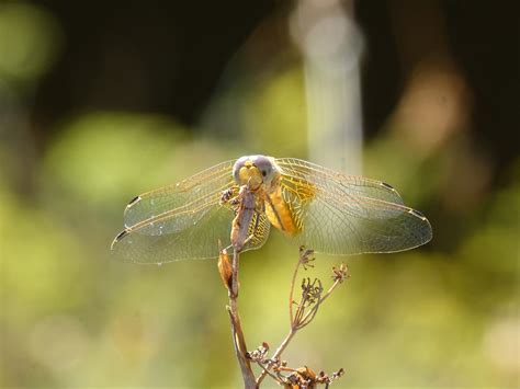 Capung Kuning Dragonfly Tanaman - Foto gratis di Pixabay - Pixabay