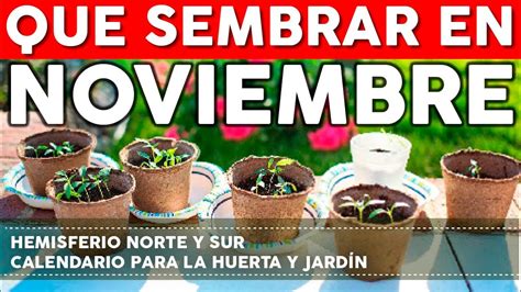 Calendario De Siembra Que Sembrar En Noviembre En El Huerto De