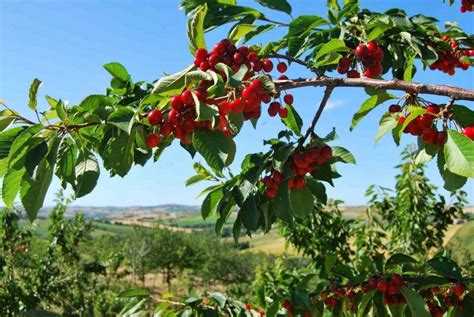 Frutteto | Garden wall, Horticulture, Hedges