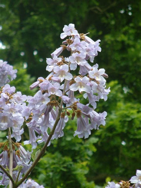 Paulownia Tomentosa Beth Chatto S Plants Gardens