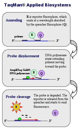 Real Time Pcr Principle Process Markers Uses