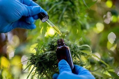 Cbd 101 Everything You Need To Know Stacys Cbd Oil