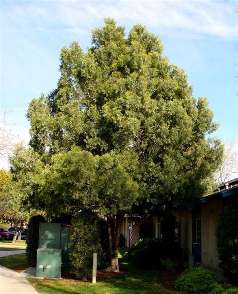 Afrocarpus Gracilior Arbre Espèces