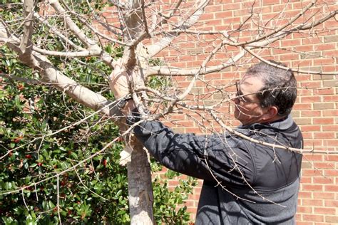 Pruning - Trees of Georgia