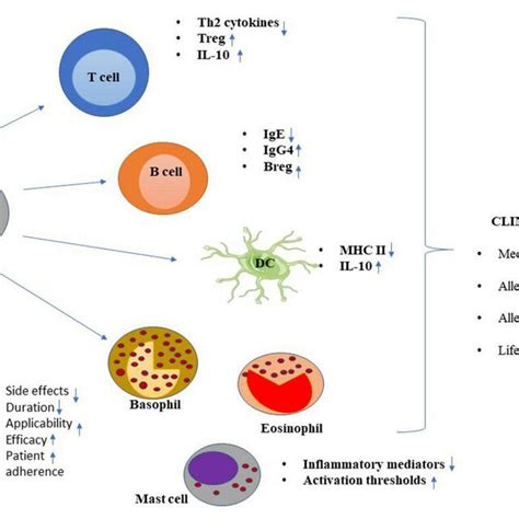 Mechanism Of Allergen Specific Immunotherapy Download Scientific Diagram
