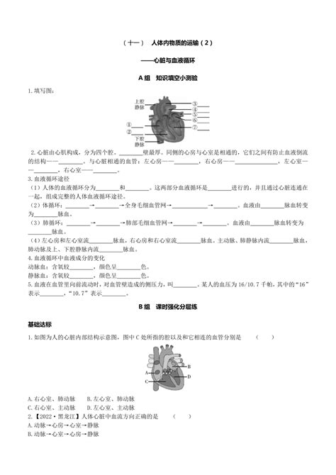 2023年生物中考一轮复习课时训练：11 人体内物质的运输（2）心脏与血液循环（苏科版、有答案） 21世纪教育网