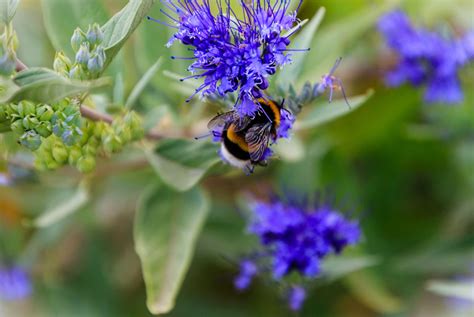 Caryopteris X Clandonensis Heavenly Blue Mist Shrub Blue Spiraea