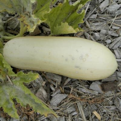 Courgette Blanche De Virginie Bio La Bo Te Graines