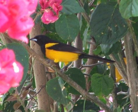 Black Vented Oriole BirdForum Opus BirdForum