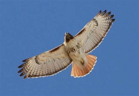 Ohio birds of prey: From eagles to owls, falcons to hawks; identifying ...