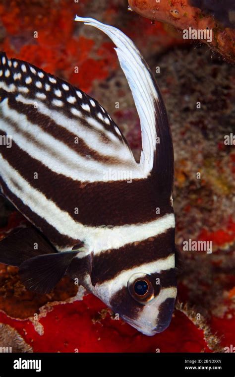 Spotted Drum Fish Equetus Punctatus Puerto Morelos National Park