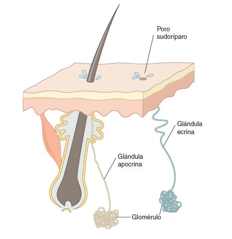 Anatomía humana: Glandulas sudoríparas