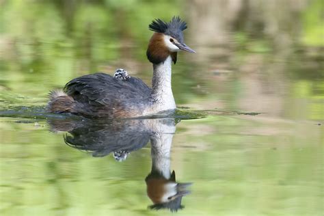 Grèbe huppé Grèbe huppé Podiceps cristatus Great Crested G Fabrice