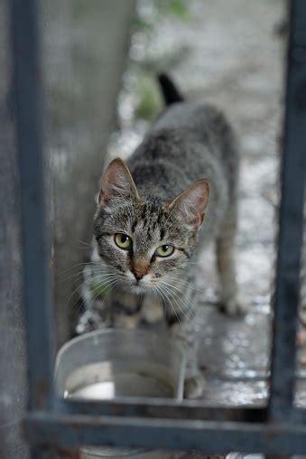 Street Cat Quenches Thirst In Hot Summer Fluffy Homeless Pet Drink