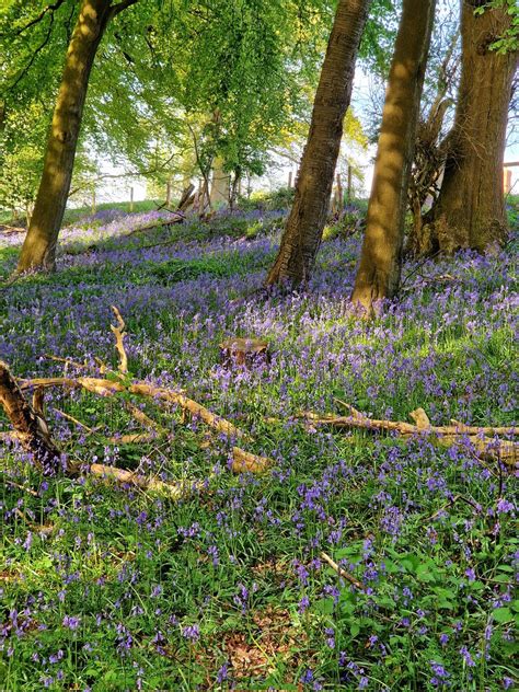 Paul The Naked Hiker On Twitter Beautiful Bluebells