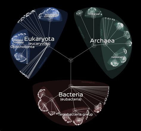 Complete Phylogenetic Tree Of Life