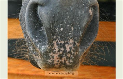 More Appaloosa Face Mottling Equinetapestryblog