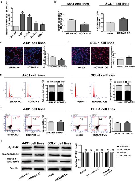 Regulatory Effects Of Hotair On Proliferation Apoptosis And Cell Cycle