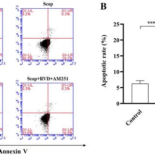 m RVD hemopressin α Ameliorated Oxidative Stress Apoptosis and