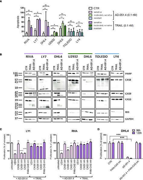 Ad O Induces Apoptosis In Dlbcl Cells A Fraction Of Apoptotic