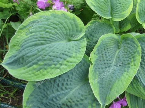 Хоста , Цветы почтой BeautyFlora, интернет магазин растения почтой ...