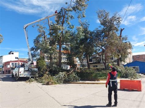 Por fuertes vientos podan árboles en riesgo Notigram