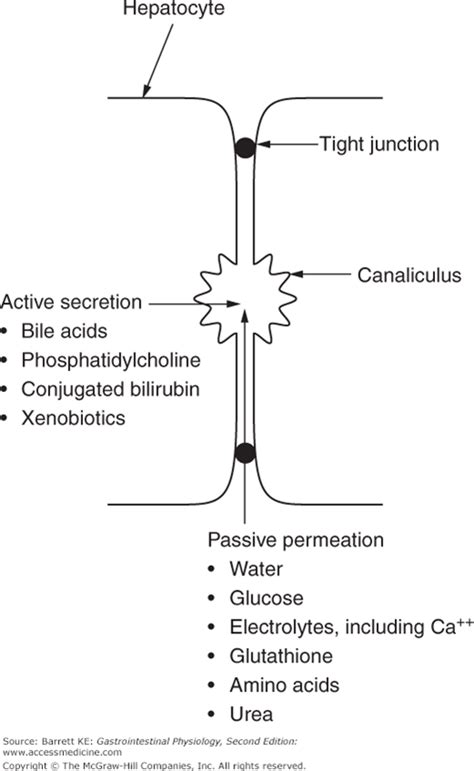 Bile Formation and Secretion | Basicmedical Key