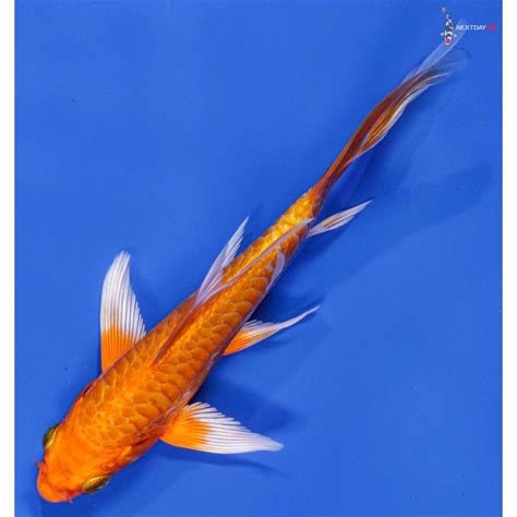 5 Imported Armor Scaled Orenji Ogon Butterfly Koi Koi Fish For Sale