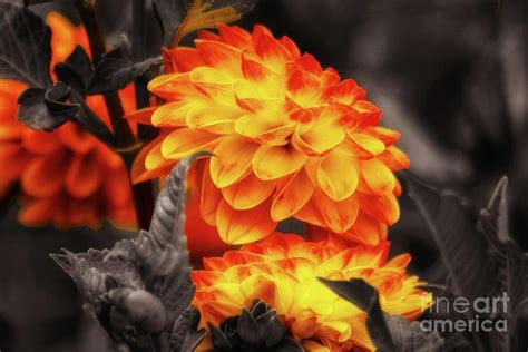 Dahlia Garden Photograph By Ladonna Mccray Fine Art America