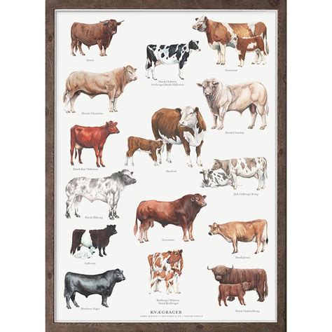 Animal poster | cattle breeds - Koustrup & Co.