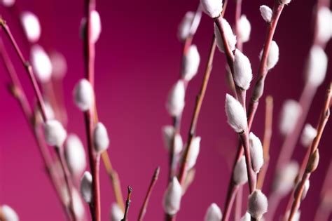 Pussy Willow Background Pictures