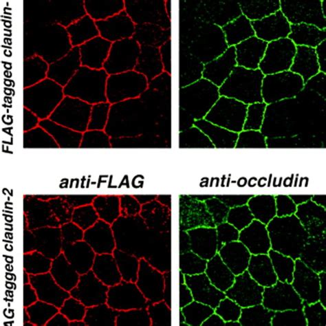 Colocalization Of Flag Tagged Claudin 1 And 2 With Occludin In Mdck