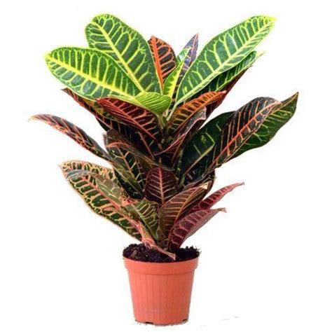 Классификация комнатных растений - JPlant классификация комнатных растений