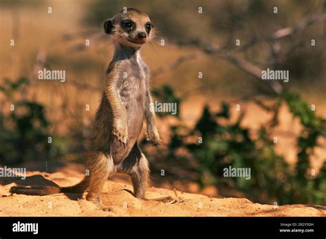 Meerkats (Suricata suricatta) Meerkat, predators, mammals, creepers ...