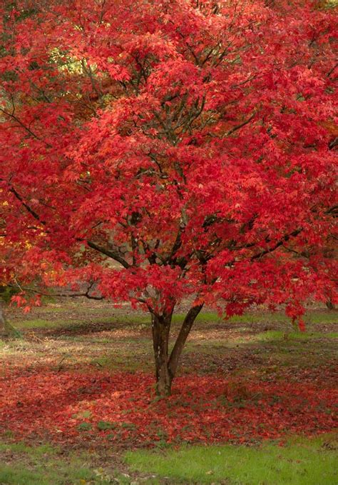 A Guide To Uk S Fastest Growing Trees