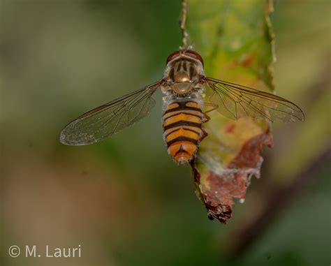 Episyrphus Balteatus Female Mark Lauri Flickr