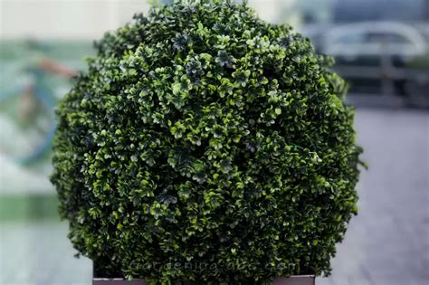 10 Low Maintenance Evergreen Plants For Pots