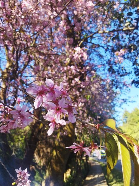 Cherry blossom, Shillong, Meghalaya : r/natureisbeautiful