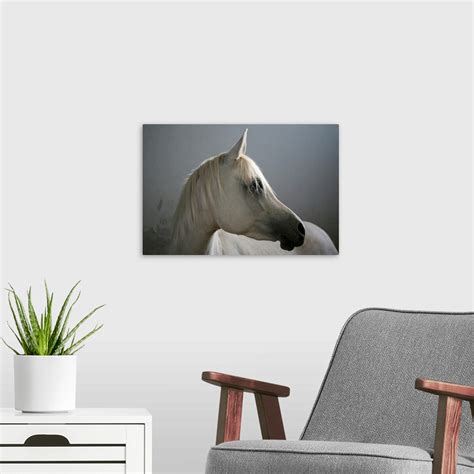 White Arabian horse. Wall Art, Canvas Prints, Framed Prints, Wall Peels ...