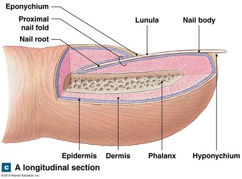 Label And Identify Nail Diagram And Its Structure The Struct