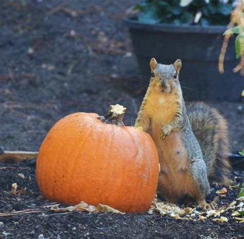 Squirrel Eating a Big Pumpkin in the Garden Stock Photo - Image of gray ...