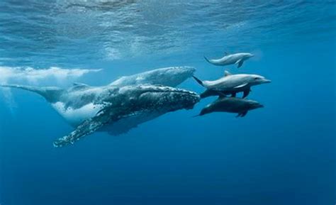 Corpamag celebra el Día Mundial de las Ballenas y Delfines