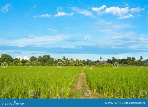 Paisaje Del Cielo Azul De La Hierba Verde Del Campo Del Arroz Imagen De